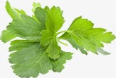 绿色新鲜食材蔬菜png免抠素材_新图网 https://ixintu.com 新鲜 绿色 蔬菜