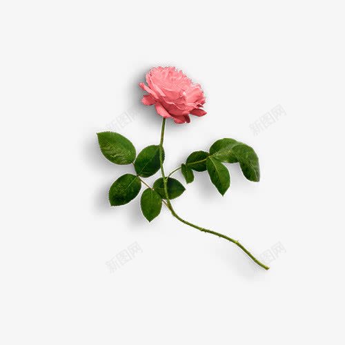 一支花朵png免抠素材_新图网 https://ixintu.com 一支 卡通 叶子 手绘 桔梗 粉色 绿色 花朵