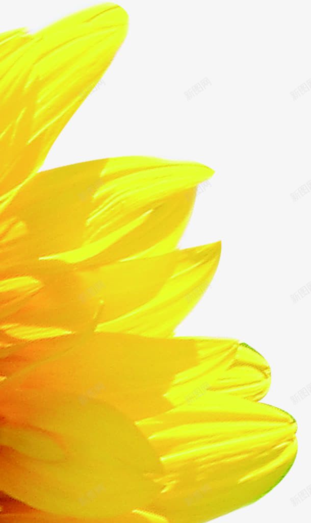 黄色卡通水墨花朵向日葵png免抠素材_新图网 https://ixintu.com 卡通 向日葵 水墨 花朵 黄色
