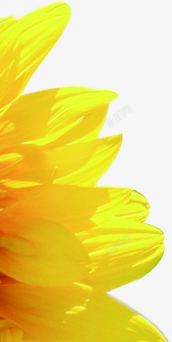 黄色卡通水墨花朵向日葵素材