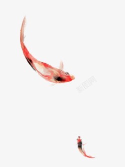 手绘金鱼红色鱼素材