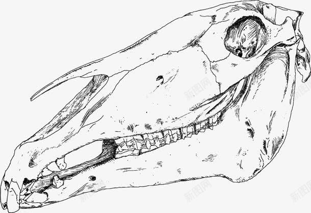 恐龙头骨矢量图ai免抠素材_新图网 https://ixintu.com 免费矢量下载 恐龙头骨 手绘 插画 骨头 骷髅 矢量图