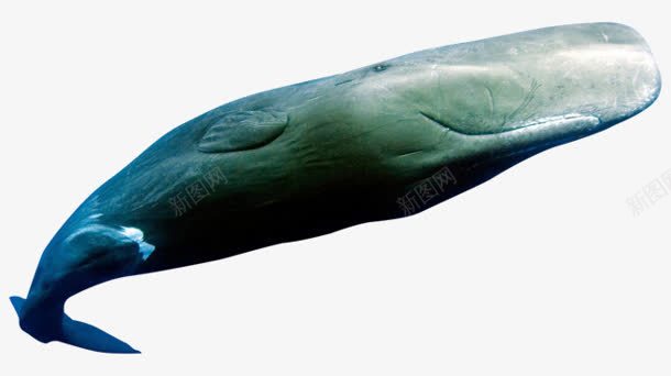 绿色鲸鱼海报背景png免抠素材_新图网 https://ixintu.com 海报 绿色 背景 鲸鱼