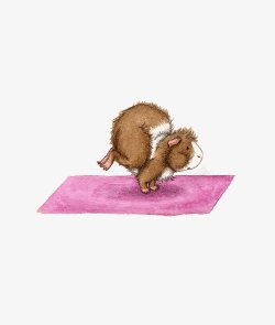 豚鼠小和粉色瑜伽高清图片
