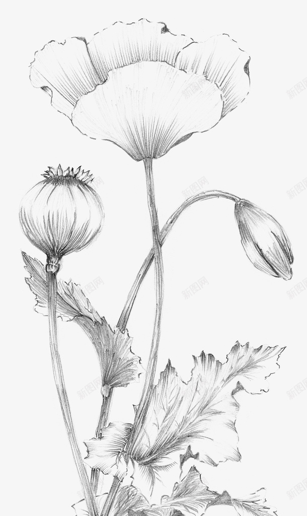 手绘的花朵植物png免抠素材_新图网 https://ixintu.com png图形 png装饰 植物 花卉 花朵 装饰