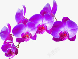 紫色兰花装饰图案素材