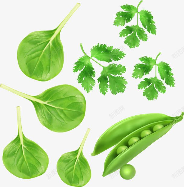 绿色蔬菜香菜豌豆青菜png免抠素材_新图网 https://ixintu.com 绿色矢量 绿色蔬菜 蔬菜 豌豆 青菜 香菜