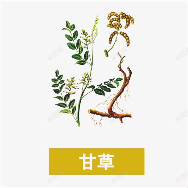 草药png免抠素材_新图网 https://ixintu.com 中药 本草纲目 甘草 药材