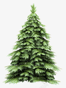 枞树png免抠素材_新图网 https://ixintu.com 圣诞树 圣诞节 绿树