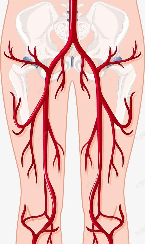 人体腿部血管图png免抠素材_新图网 https://ixintu.com 人体 人体器官 人体躯干 人的肢体 卡通人体 卡通肢体 器官 四肢 血管 血管图案 躯体