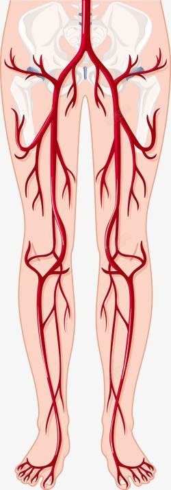 人的躯干人体腿部血管图高清图片