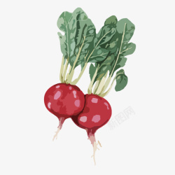 卡通手绘蔬菜装饰海报萝卜素材