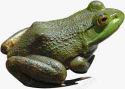 绿色小青蛙素材