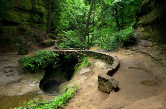 岩石森林露水植物背景