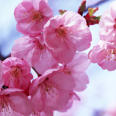 美丽的樱花瓣摄影图片