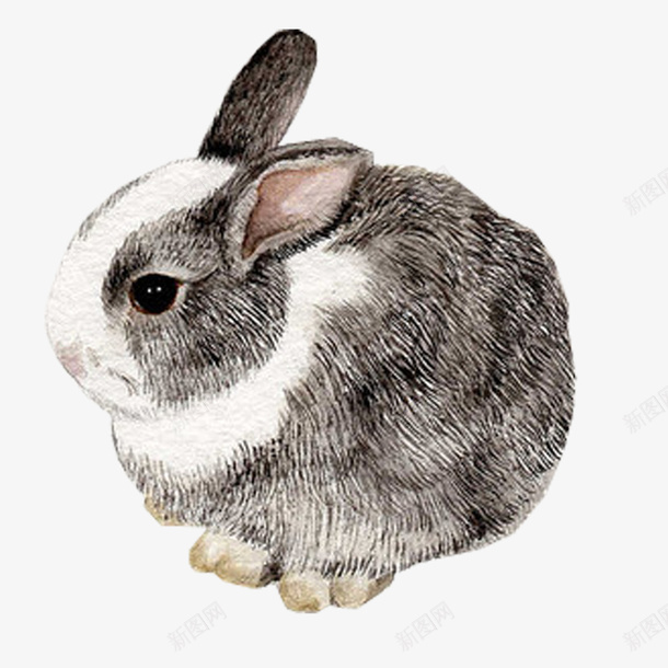卡通手绘灰色的兔子png免抠素材_新图网 https://ixintu.com 创意 动漫动画 卡通兔子 卡通手绘 灰色的兔子 简约
