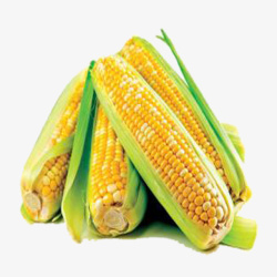 玉米粮食黄色玉米堆高清图片