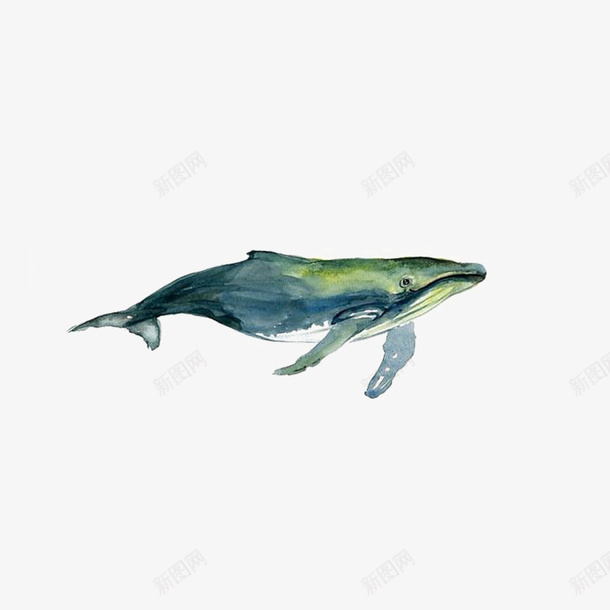手绘鲸鱼png免抠素材_新图网 https://ixintu.com 一条鲸鱼 矢量鲸鱼 装饰图 装饰画 鲸鱼