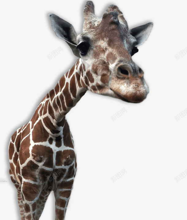 非洲长颈鹿png免抠素材_新图网 https://ixintu.com 动物 动物免扣图 动物园 实物 生物 长颈鹿