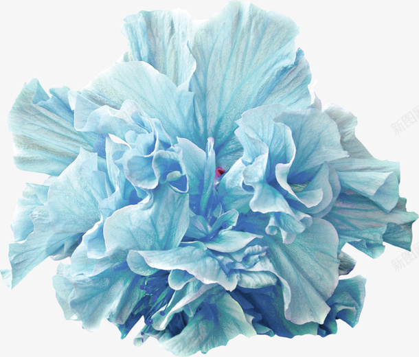 青蓝色鲜花png免抠素材_新图网 https://ixintu.com 一大朵 花朵 青蓝色 鲜花