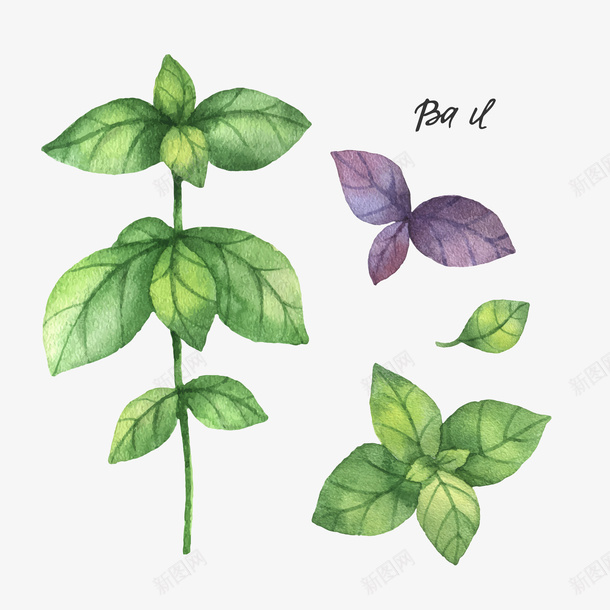 紫绿色水彩植物矢量图eps免抠素材_新图网 https://ixintu.com 植物 水彩 紫绿色 装饰 矢量图