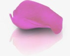 紫色春天花瓣玫瑰png免抠素材_新图网 https://ixintu.com 春天 玫瑰 紫色 花瓣