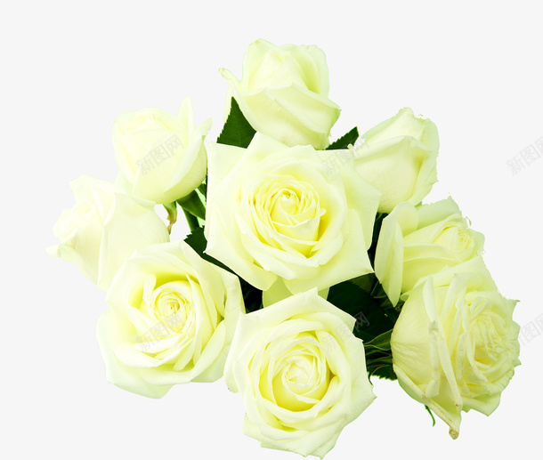 玫瑰花装饰图png免抠素材_新图网 https://ixintu.com 绿色植物装饰花边玫瑰
