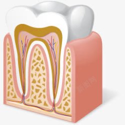 tooth身体牙齿解剖图标高清图片