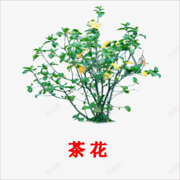 茶花png免抠素材_新图网 https://ixintu.com 小树 小植物 茶花树