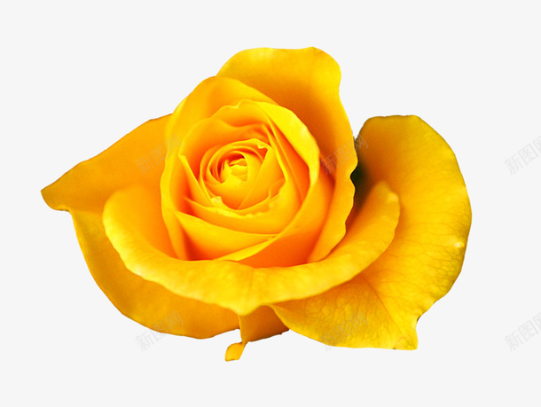 黄色玫瑰花png免抠素材_新图网 https://ixintu.com 创意花朵 小花 玫瑰花 简约花朵 花