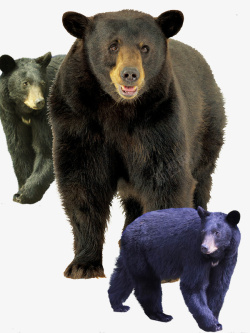 环顾四周环顾四周的黑熊高清图片