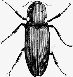 黑虫子素描黑色的虫子高清图片