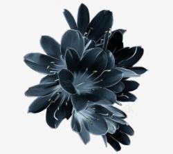 黑色花朵黄蕊素材