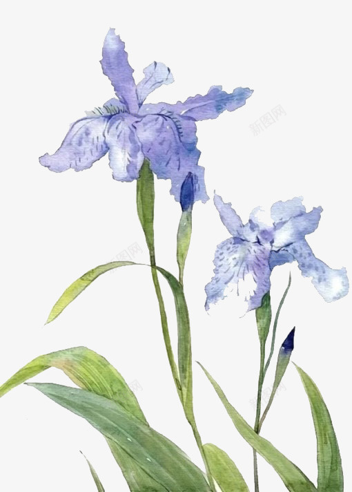 紫色花朵psd免抠素材_新图网 https://ixintu.com 手绘 植物 紫色 花卉