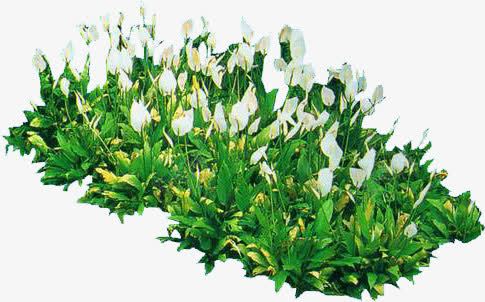 白色小花植物绿叶装饰png免抠素材_新图网 https://ixintu.com 植物 白色 绿叶 装饰
