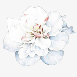 白色花朵唯美插画素材