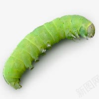 绿色虫子png免抠素材_新图网 https://ixintu.com 多足虫 害虫 爬虫 虫子