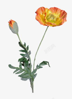 鲜花花朵素材