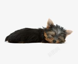 竖耳朵睡觉的狗狗高清图片