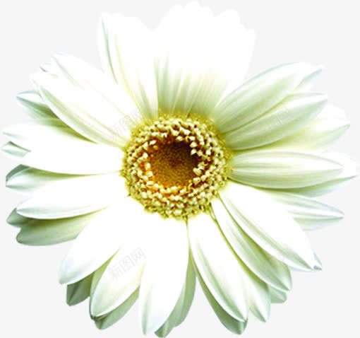 夏日白色向日葵花朵png免抠素材_新图网 https://ixintu.com 向日葵 夏日 白色 花朵