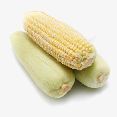 有机甜玉米png免抠素材_新图网 https://ixintu.com 农作物玉米 带皮玉米 有机玉米 玉米