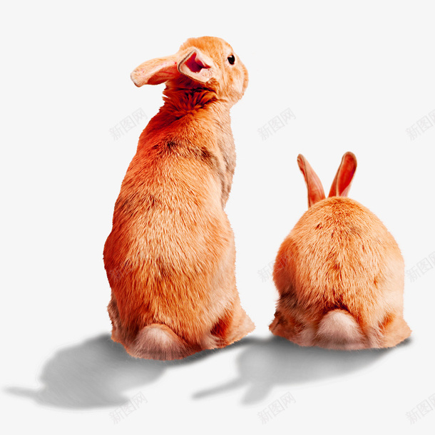小兔子乖乖psd免抠素材_新图网 https://ixintu.com 乖乖兔 兔子 可爱动物 小兔子 小动物 长毛兔