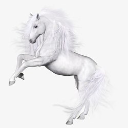 手绘一匹马白色的马高清图片