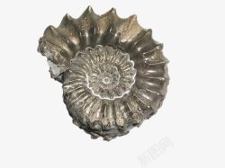 透明状熔壳螺纹壳状化石实物图高清图片