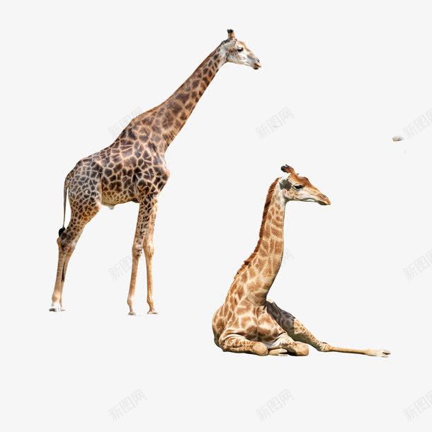 长颈鹿png免抠素材_新图网 https://ixintu.com 动物园 可爱的长颈鹿 长脖子动物