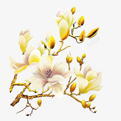 白兰花花朵png免抠素材_新图网 https://ixintu.com 手绘 插画 白兰花 白色 花朵
