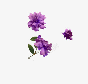 紫色花psd免抠素材_新图网 https://ixintu.com 三朵 紫色 花朵