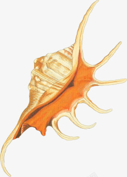 弯曲螺壳多样的手绘海螺壳5高清图片