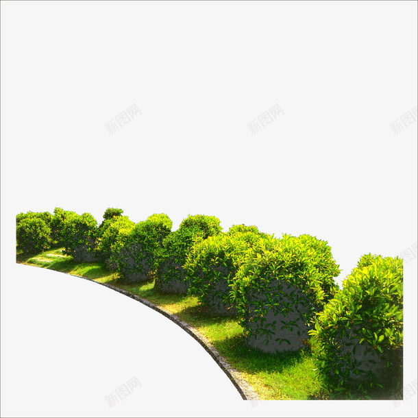 植物树png免抠素材_新图网 https://ixintu.com 树排 绿色植物