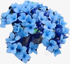 蓝色唯美花朵自然美景png免抠素材_新图网 https://ixintu.com 美景 自然 花朵 蓝色